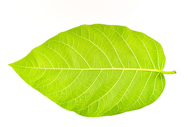 istock Vibrant Green Leaf with Intricate Vein Pattern Isolated on White Background Studio Shot 2251584275