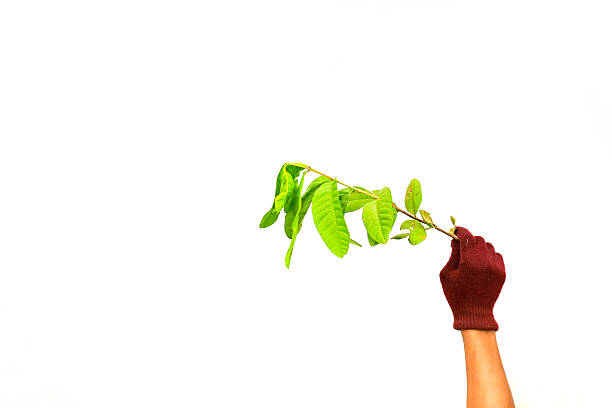 A close up shot of a hand wearing a red knitted glove gently holding a vibrant green leafy branch