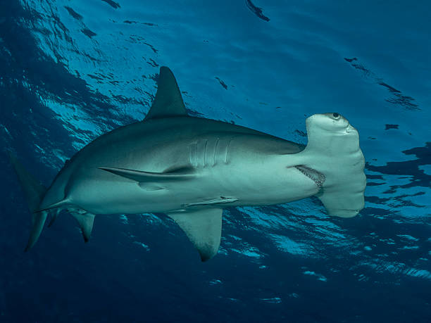 istock Great hammerhead shark Sphyrna mokarran 2251584654