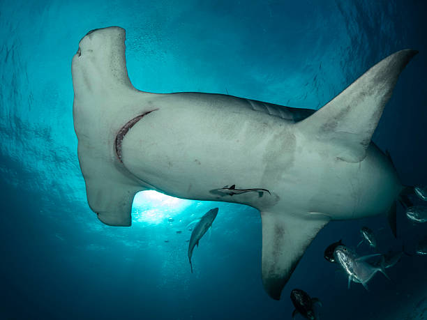 istock Great hammerhead shark Sphyrna mokarran 2251584664