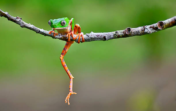 A Callymedusa tomopterna, the tiger-striped monkey frog, rests with one rear leg extended, revealing the intricate patterns of its striking stripes. Its textured skin glistens subtly under the ambient light, highlighting the bold contrast of dark and light markings. Perched on a leafy surface, the frog’s poised stance and vivid coloration showcase both its agility and the captivating design of this nocturnal rainforest species.
