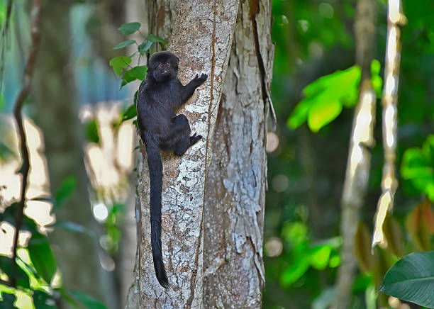 A vulnerable Goeldi’s marmoset clings tightly to a tree trunk, its small hands gripping the bark as it stares directly at the camera with wide, curious eyes. Its dark, silky fur contrasts with the textured wood, while the surrounding rainforest foliage creates a soft, green backdrop. The primate’s gaze conveys both alertness and fragility, offering a rare, intimate glimpse of this endangered species in its natural habitat.