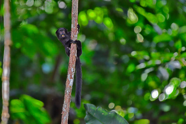 A juvenile vulnerable Goeldi’s marmoset clings tightly to a tree trunk deep in the Peruvian rainforest, its small, delicate body pressed against the rough bark. Dark, soft fur and expressive, wide eyes convey both alertness and fragility, highlighting the species’ delicate existence. Surrounded by dense foliage and filtered sunlight, the tiny primate embodies the quiet, precious life of the rainforest’s hidden corners.
