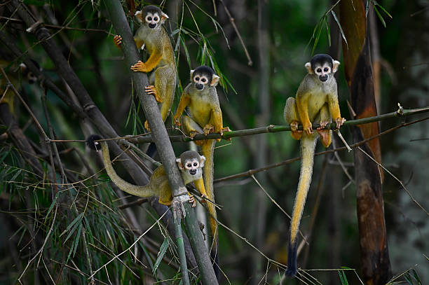 Playful juvenile Squirrel Monkeys tumble and leap among the forest branches, their golden-brown fur glowing in the dappled sunlight. Bright, mischievous eyes and agile bodies bring a sense of lively chaos as they chase, swing, and explore together. In their exuberant energy, the forest comes alive with movement, curiosity, and the joyful spirit of youth.