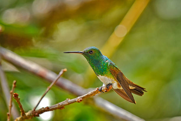 A snowy-bellied hummingbird perches quietly amid the forest’s lush greenery, its tiny form glowing like a dropped pearl among the leaves. Iridescent greens and blues ripple across its feathers as light filters through the canopy, while its crisp white belly stands out in soft contrast. For a fleeting moment, the forest falls still around this delicate jewel of a bird, poised between motion and magic.