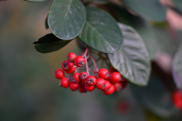 Lush branches of cotoneaster shrub covered with numerous small red berries and healthy green leaves. Autumn garden decorative plant with natural bokeh background.