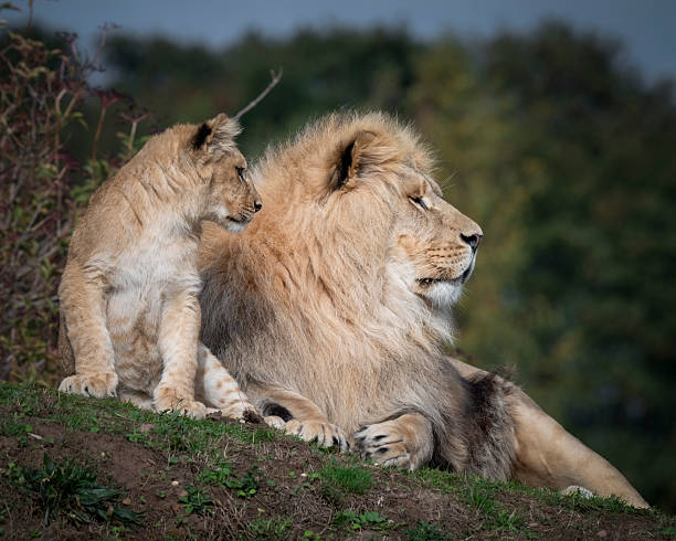 istock Adult Male Lion Resting with His Cub 2251587601