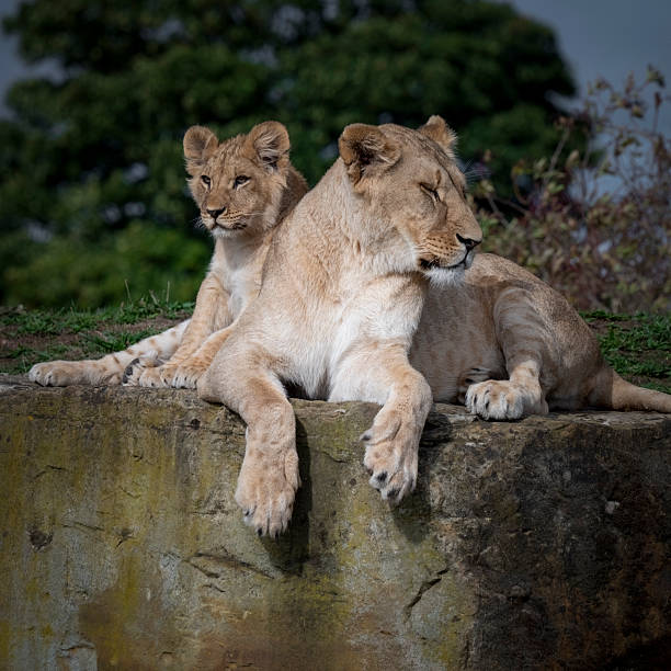 istock Young Lion Cubs Resting on a Rock 2251587611
