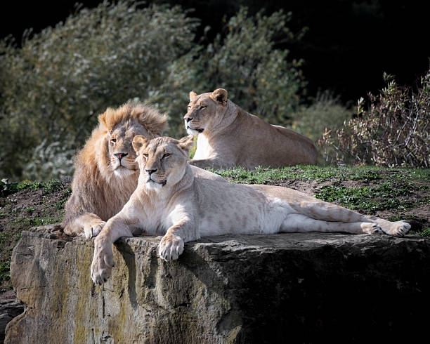 Lion and lioness lying together outdoor.