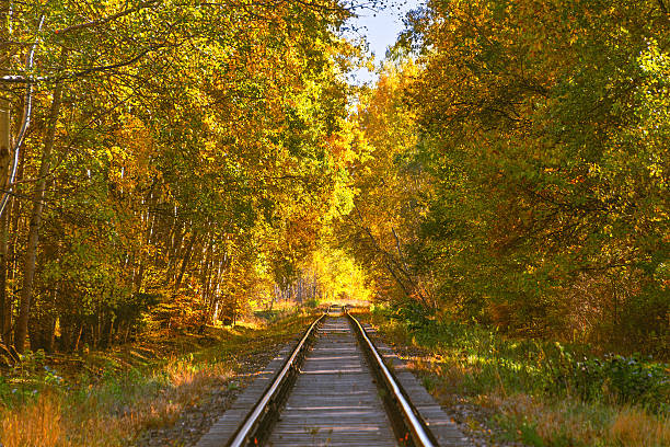 Scenic autumn railway surrounded by vibrant fall foliage in tranquil forest.