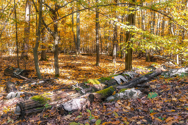 istock Tranquil autumn forest with fallen logs and sunlit trees 2251588445