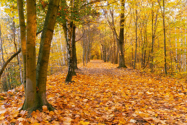 Autumn pathway through forest covered in golden leaves.