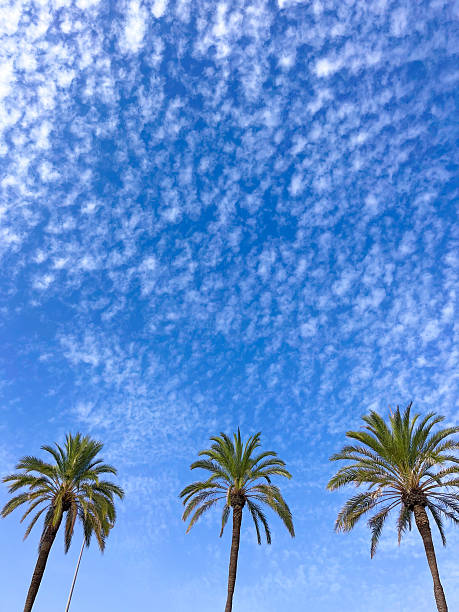 istock Palm Trees Reach for the Sky as Clouds Move in Bright Blue Backdrop on a Sunny Day in a Tropical Location 2251588794