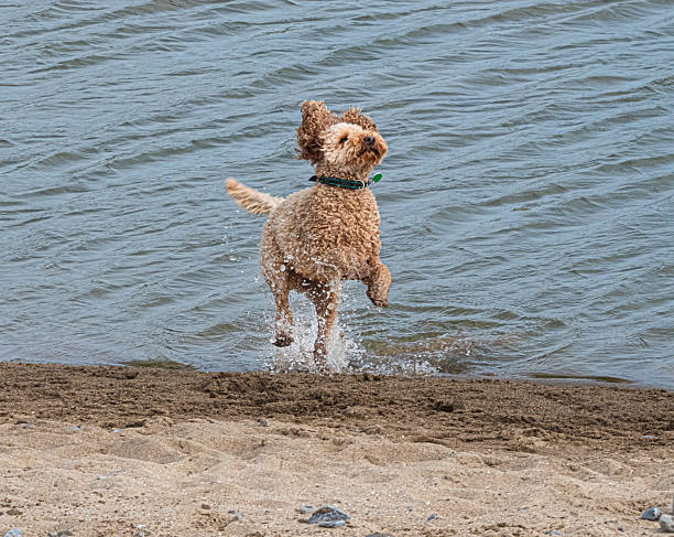 A playful dog leaps from the water onto the sandy shore, droplets flying as its curly fur shakes with excitement under a breezy, bright outdoor backdrop