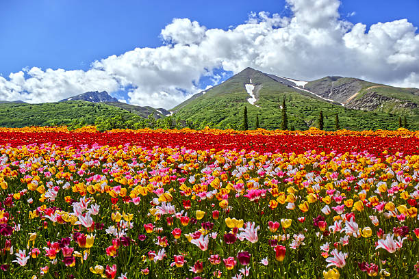 istock A beautiful Tulip farm transplanted to Yukon, Canada 2251590104
