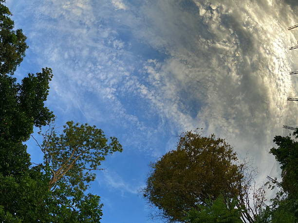 Wide Angle View of Blue Sky and Dramatic Altocumulus Clouds Through Treetops