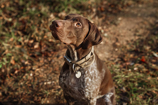 istock Autumn walk with a hunting dog 2251593199