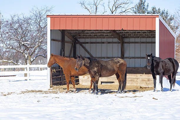 istock Three horses and a shelter. 2251595116