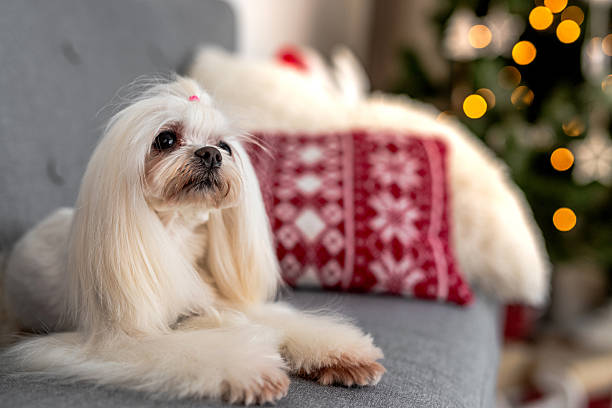 istock Maltese Enjoying Christmas 2251595942