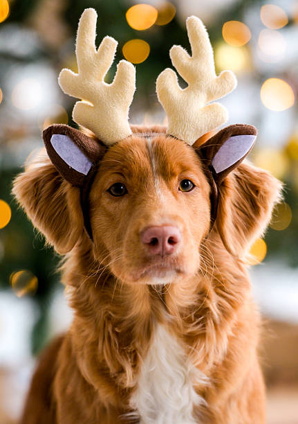 istock Nova Scotia Duck Tolling Retriever 2251596318