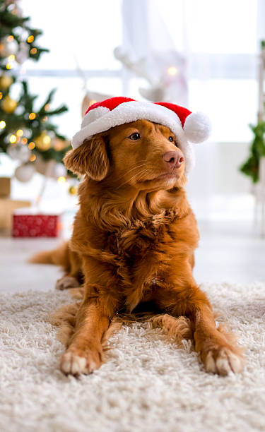 istock Nova Scotia Duck Tolling Retriever Wearing Santa Hat 2251596409