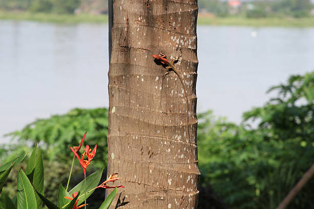 Asain garden lizard sitting on tree trunk with river in background