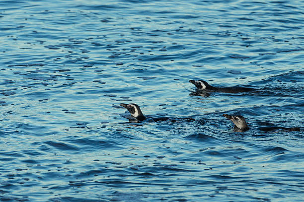 Where Patagonia meets the Argentine sea, Puerto Madryn’s coastline is a sanctuary for some of the world’s most iconic marine and coastal wildlife. From southern right whales calving in protected bays to colonies of sea lions and Magellanic penguins thriving along the windswept shores, this stretch of coast is a reminder of how wild and interconnected our oceans still are.