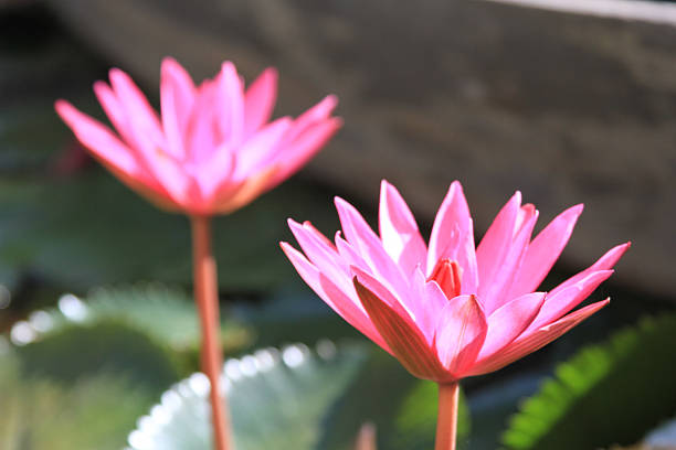 CU 2 bright pink lotus water lily flowers in full bloom