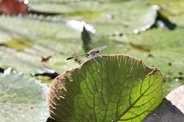 CU dragon fly alights on edge of water lily pad leaf