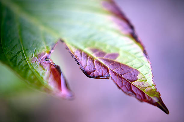 istock Close-up of leaf with dried edges 2251601109