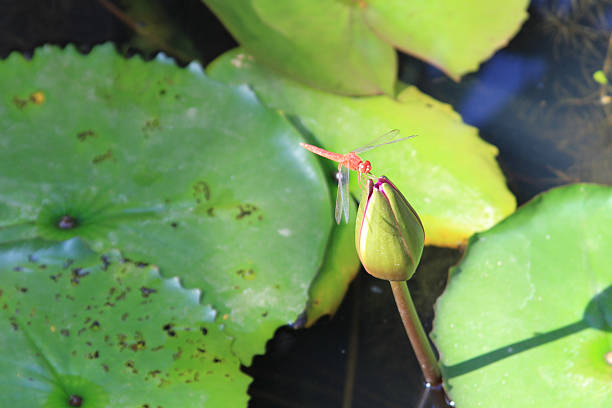 Dragonfly on the river. Summer picture of aquatic insects