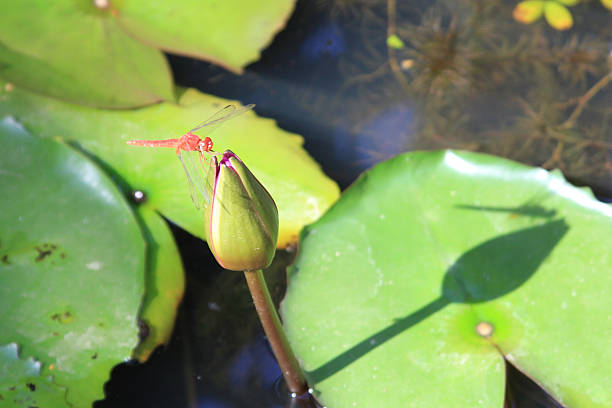 CU high angle Red Scarlet Skimmer dragon fly alights on water lily bud with shadow