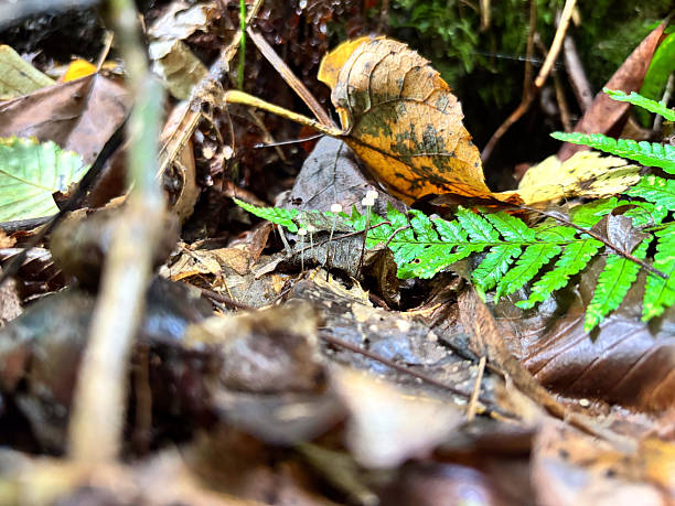 istock Macro Shot of Tiny Mushrooms Growing on Dead Forest Leaves 2251602051