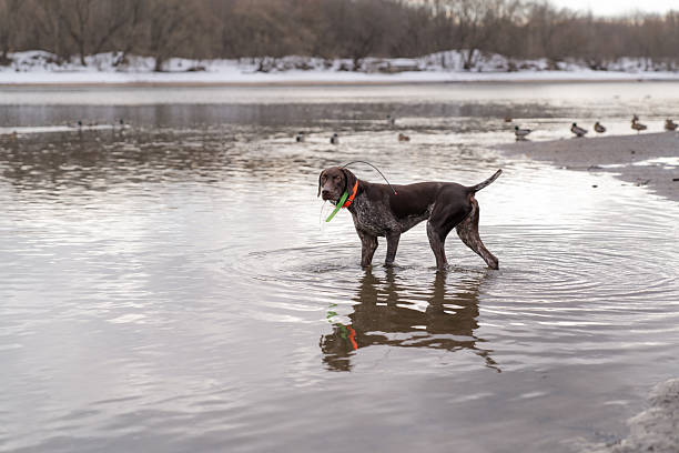 istock March. Kolomenskoye 2251602458