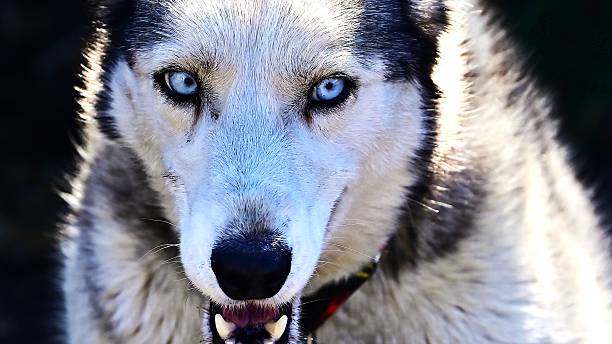 istock Sled Dog Close-up 2251602553