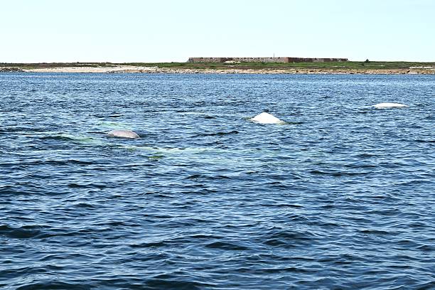 A beluga whale calf and two adults surface  in the Churchill River with the Prince of Wales Fort in the background, Manitoba.