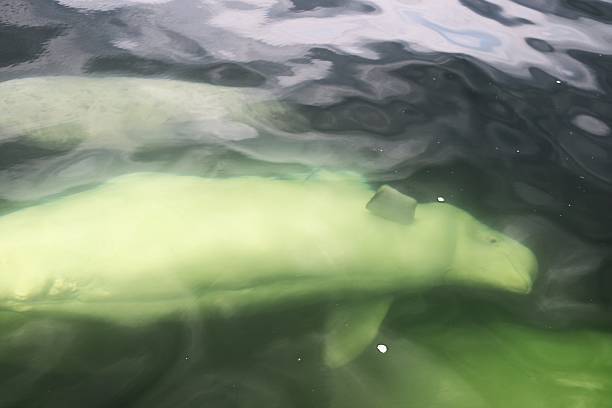 istock Beluga Whale Underwater 2251603558