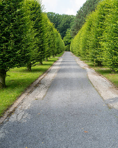 istock Hornbeam Carpinus betulus cut to shape 2251605183
