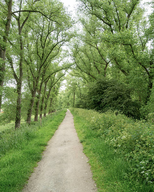 footpath through an avenue of trees