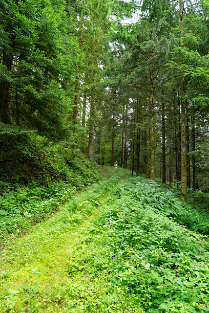 Green forest paths in Black Forest Germany showing trees vegetation and natural landscape for tourism and hiking