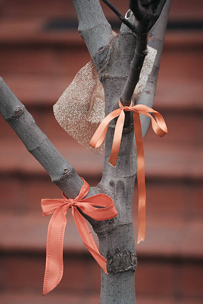 istock Ribbons Tied to a Young Fig Tree 2251607005