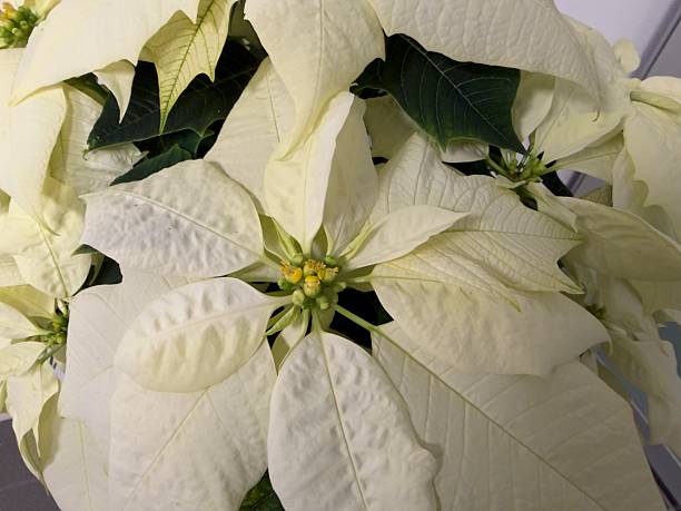 Poinsettia plant