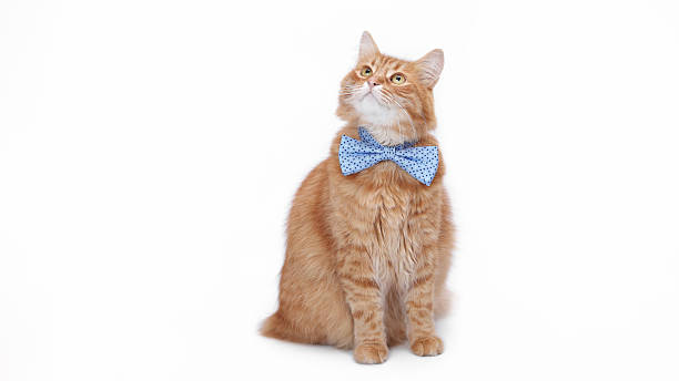 istock Ginger Cat in Blue Bow Tie Sitting and Looking Up on White Background 2251609966