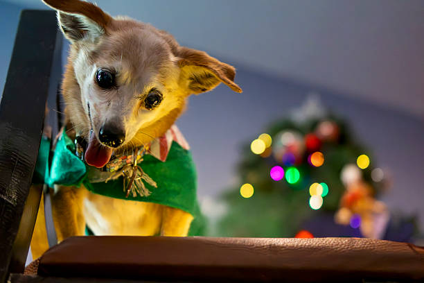 Doggy in Christmas attire