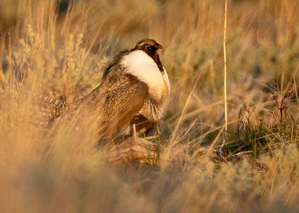 istock Gunnison Sage-Grouse in Colorado 2251612211