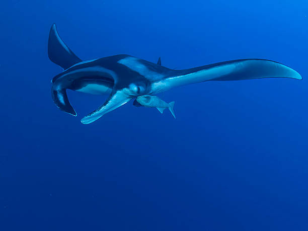 istock Giant oceanic manta ray mobula birostris 2251612449