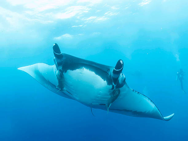 istock Giant oceanic manta ray mobula birostris 2251612508