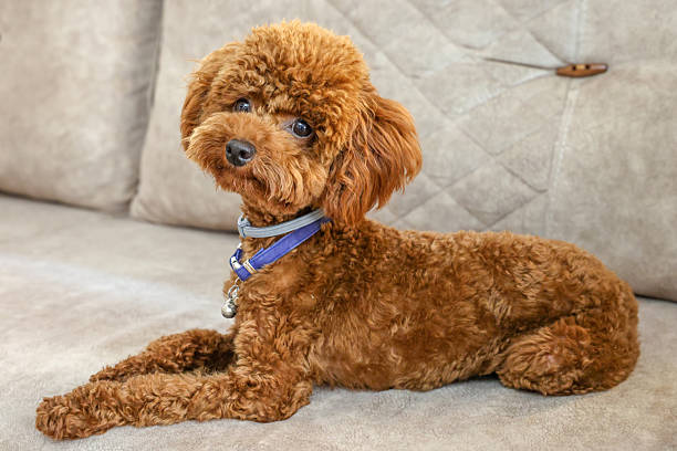 istock toy poodle puppy in home 2251615389
