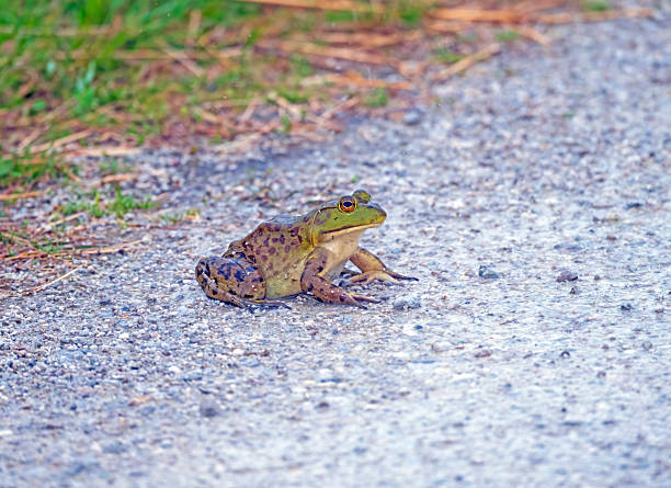 istock Northern Leopard Frog in a Wildlife Refuge 2251616924