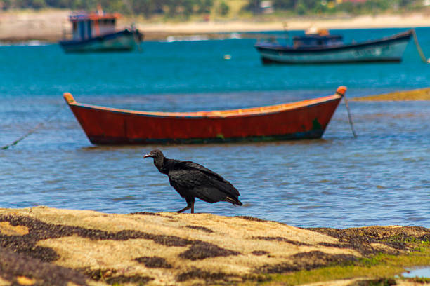 istock Black vulture on the rock. 2251617768